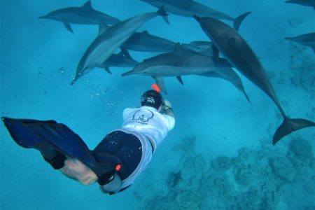 Hurghada: Speedboat Dolphin Watching and Snorkeling