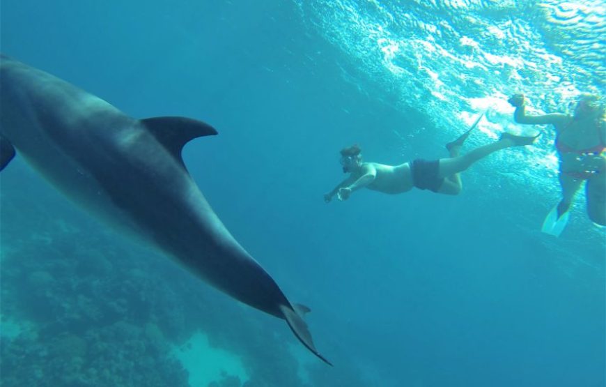 Hurghada: Speedboat Dolphin Watching and Snorkeling