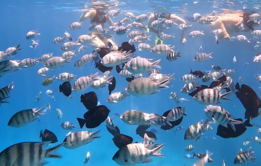 Hurghada: 6 Islands Tour With Dolphin Watching & Snorkeling