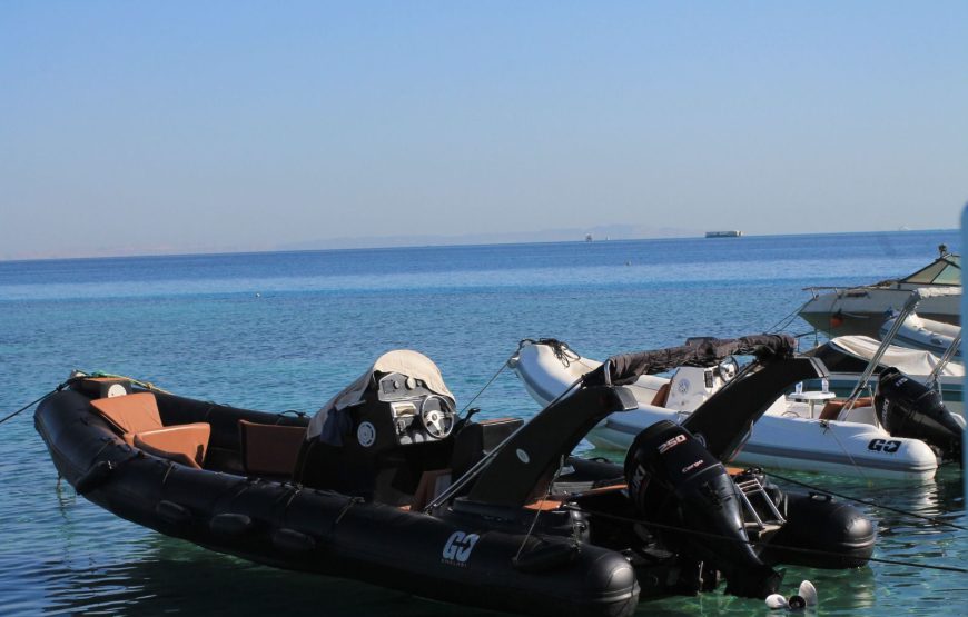 Hurghada: Speedboat Dolphin Watching and Snorkeling