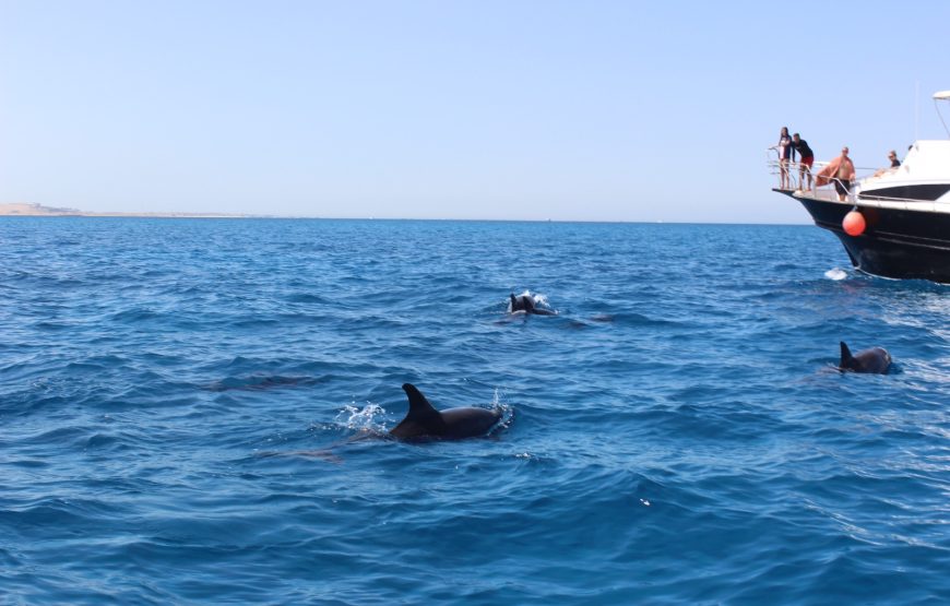 Hurghada: Speedboat Dolphin Watching and Snorkeling