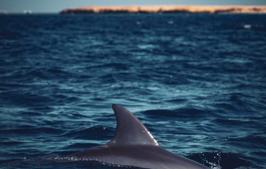 Hurghada: Yacht Trip 3 islands, Dolphin & Snorkeling W Lunch