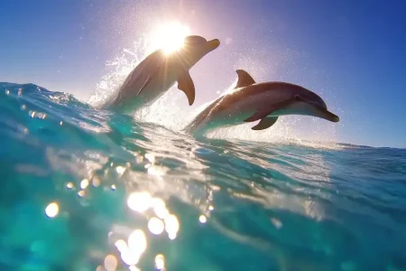 Hurghada dolphin tour