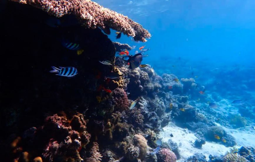 Hurghada: Giftun Island and Orange Bay Speedboat Trip