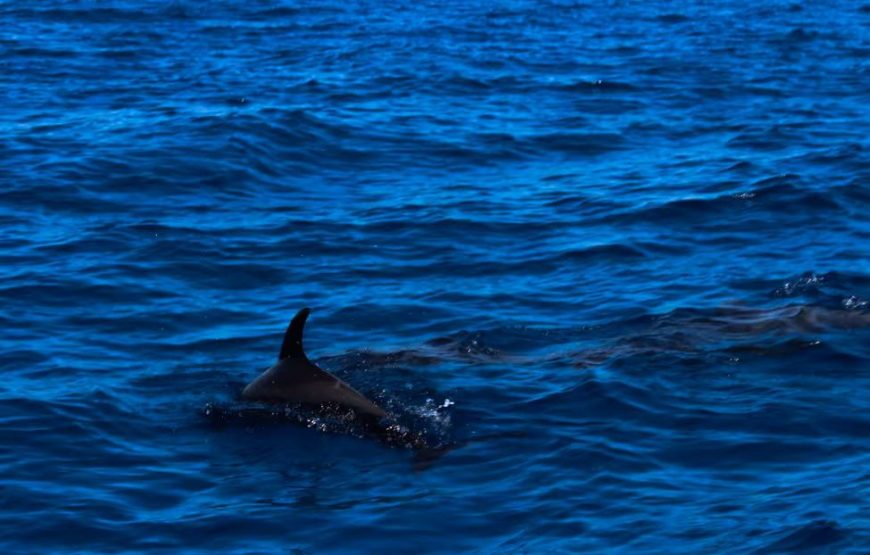 Hurghada: Giftun Island and Orange Bay Speedboat Trip