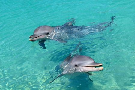 Speedboat Dolphin Watching and Snorkeling